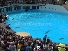 Dolphin Show