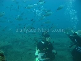 Diving In Alanya